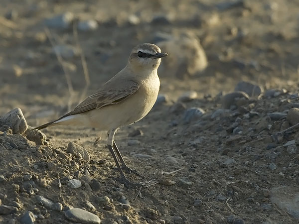 Arotasku, Isabelline Wheatear, Oenanthe isabellina